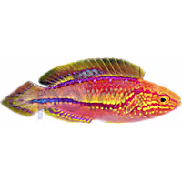 Splendid Pintail Fairy Wrasse