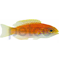 Lunate Fairy Wrasse