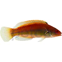 Temminck Fairy Wrasse