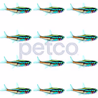 Neon Tetra