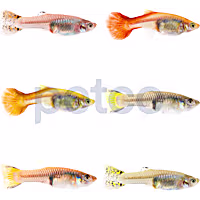 Fancy Female Guppy