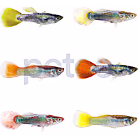 Male Assorted Fancy Guppy