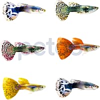 Male Elephant Ear Guppy