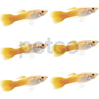 Male Yellow Guppy