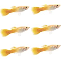 Guppies for sale petco top