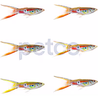 Male Lyretail Guppy