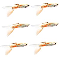 Bulk feeder new arrivals guppies for sale
