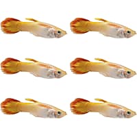 Types of 2025 guppies at petco