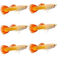 Guppy fish petco on sale