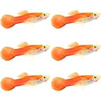 Types of guppies at petco sale
