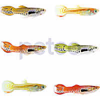 Male Endler's Guppy