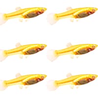 Guppies for Sale Fancy Tail Females Males Feeders Petco