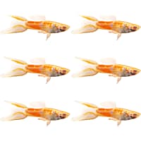 Guppies for shop sale petco