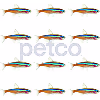 Cardinal Tetra