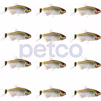 Red Eye Tetra