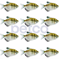 Black Skirt Tetra