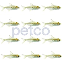 Lemon Tetra