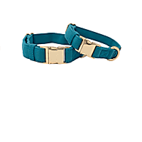 Pink Papyrus Hayden Teal Gold Dog Collar