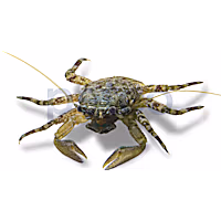 Porcelain Crab