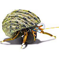 Zebra Hermit Crab