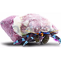 Blue Knuckle Hermit Crab