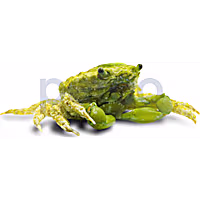 Emerald Crab