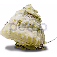 Astraea Turbo Snail