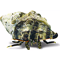 Yellow Tip Hermit Crab