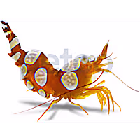 Sexy Dancer Shrimp