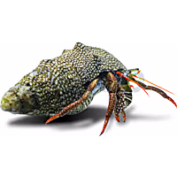 Red Tip Hermit Crab