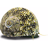 Margarite Snail