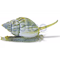 Nassarius Snail