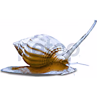 Super Nassarius Snail