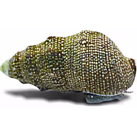 White Cone Tip Cerith Snail