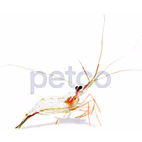 Peppermint Shrimp