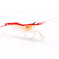 Skunk Cleaner Shrimp