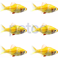Albino Tiger Barb