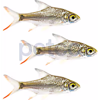 Tin Foil Barb