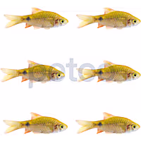 Neon Rosy Barb