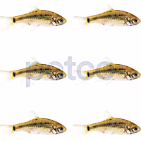 Chinese Gold Barb
