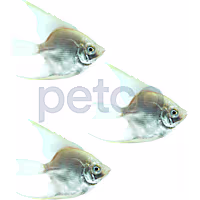 Platinum Angelfish