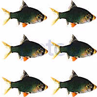 Green Tiger Barb