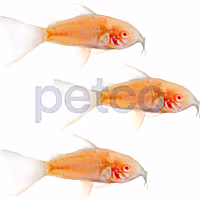Albino Cory Catfish