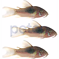 Bronze Cory Catfish