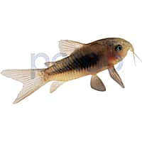 Catfish for Sale Pet Corydoras Petco
