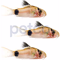 Panda Cory Catfish