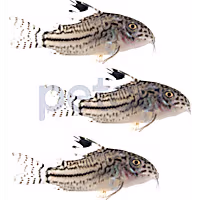 False Julii Cory Catfish