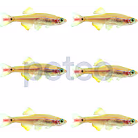 Gold White Cloud Minnow