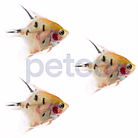 Panda Angelfish