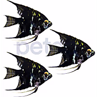 Black Angelfish